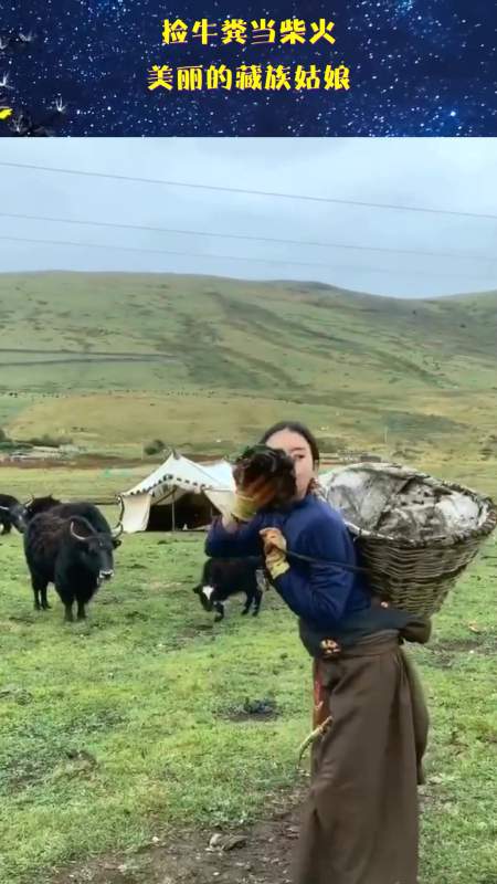 捡牛粪当柴火,美丽的藏族姑娘