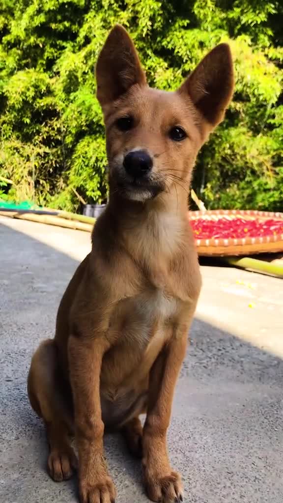 田园犬谢谢大家的喜欢,狗子很荣幸