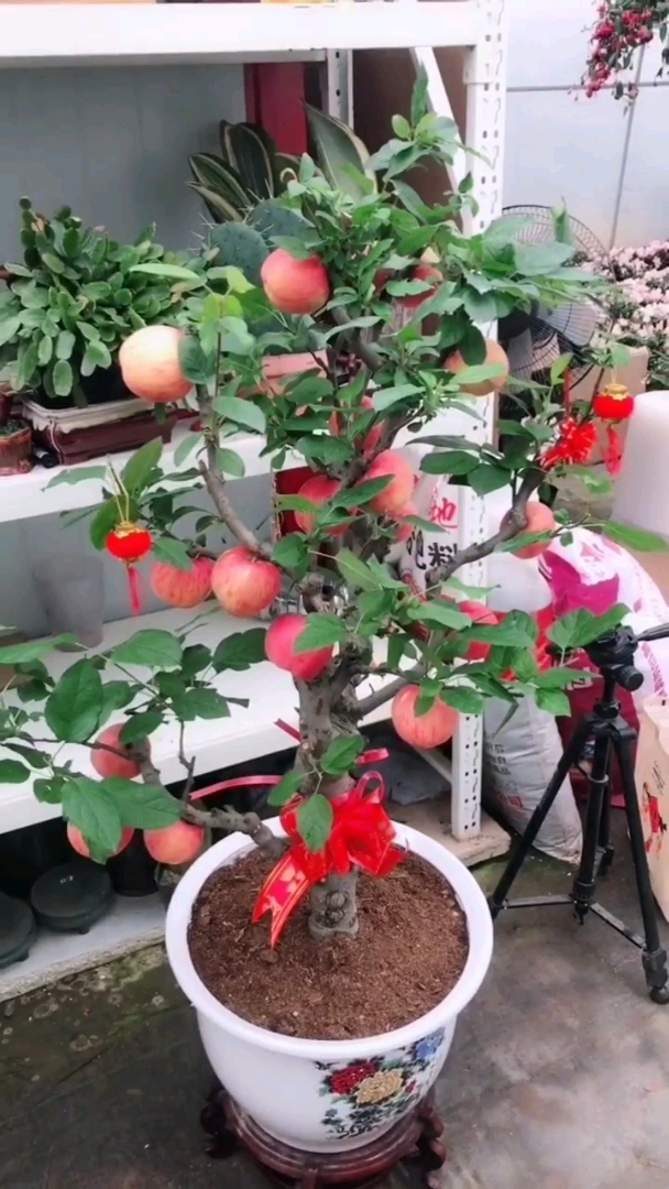 红富士大苹果树盆景