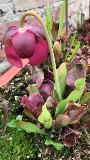 瓶子草#食虫植物基地的瓶子草开花了 三月的萌植苑食虫植物小花园