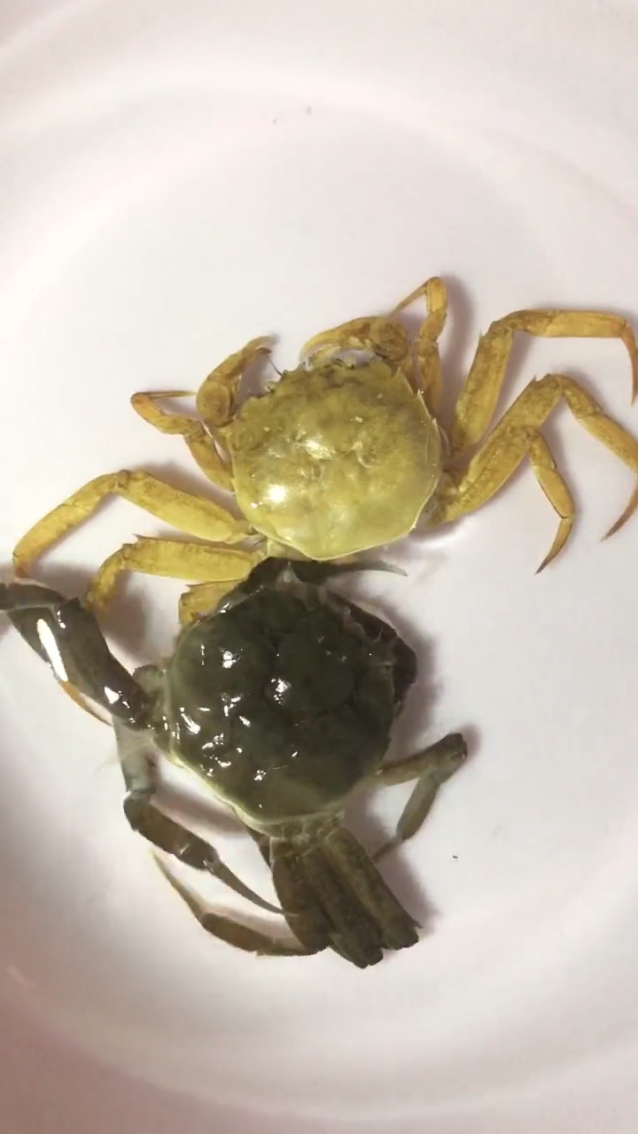 没见过螃蟹是怎么蜕壳的点个赞,我看看有多少