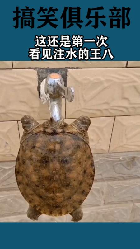 这还是第一次看见注水的王八