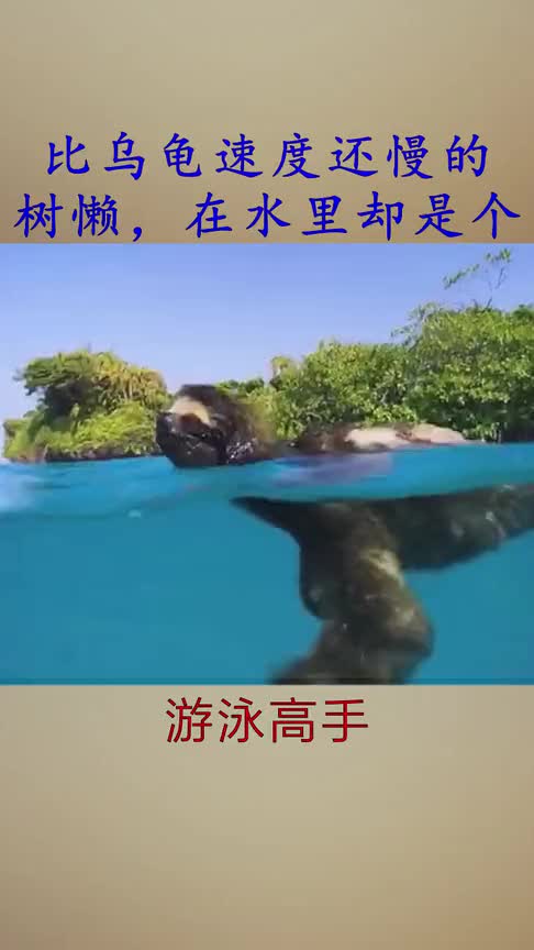 比乌龟速度还慢的树懒,在水里却是个游泳高手!
