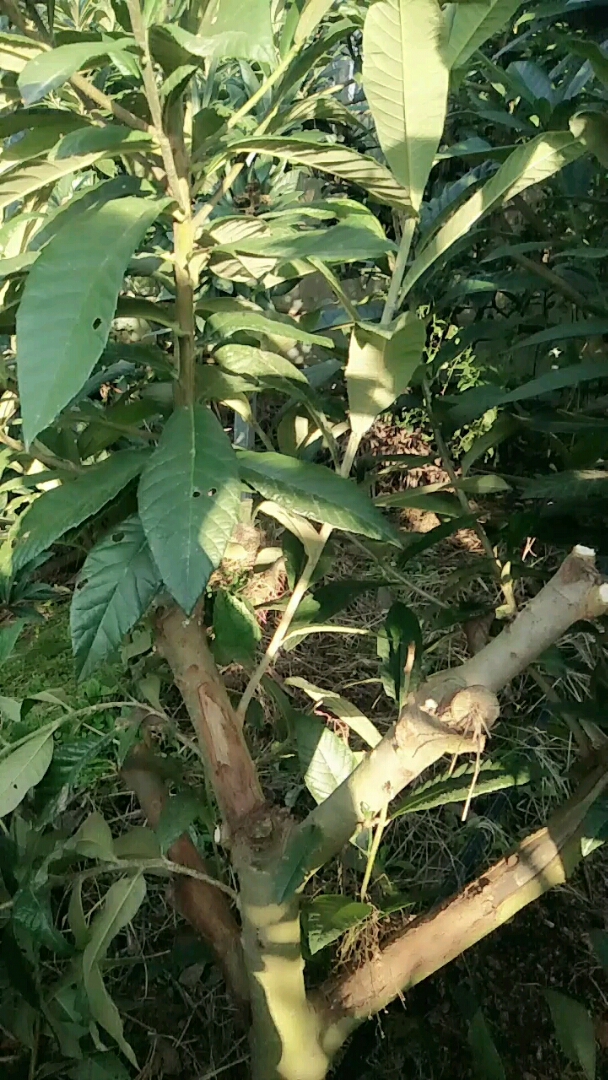 实生大枇杷树嫁接成活