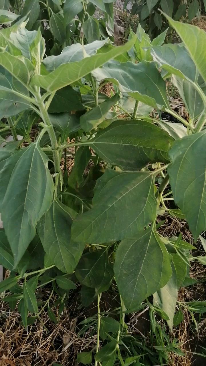 黑心姜的叶子图片图片