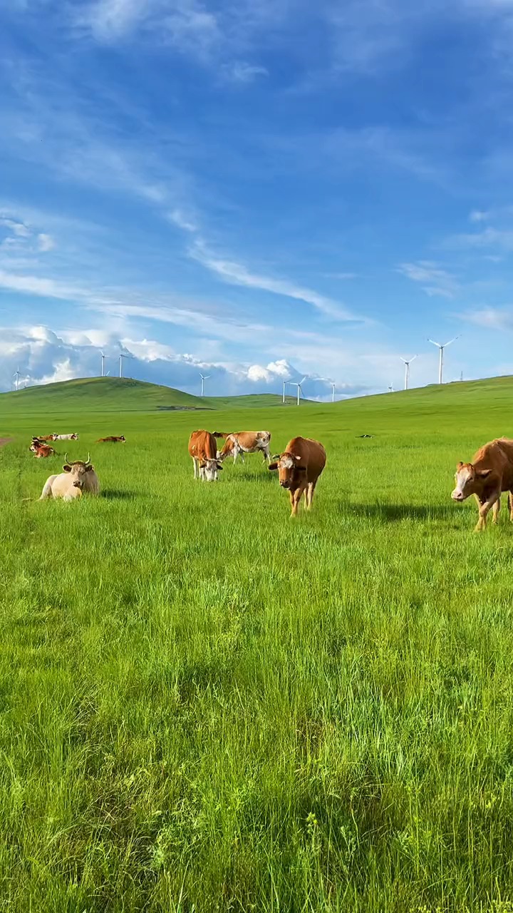 今天回到了表哥家牧场又有口福了呼伦贝尔大草原