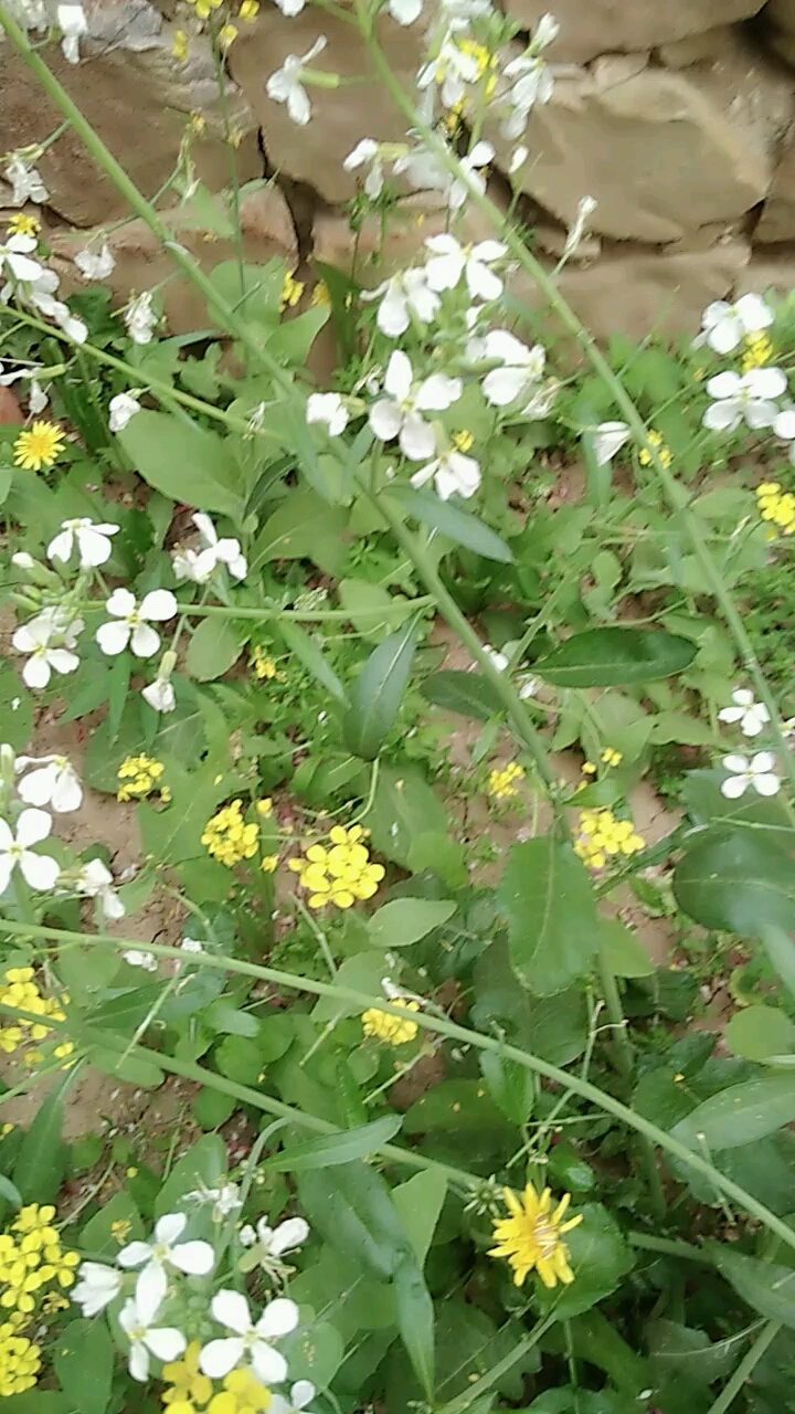 花胡蝶恋花花恋蝶恋恋不舍久不去!