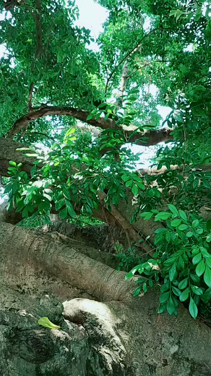 野生桂花树,花香浓郁,有谁知道是什么品种?