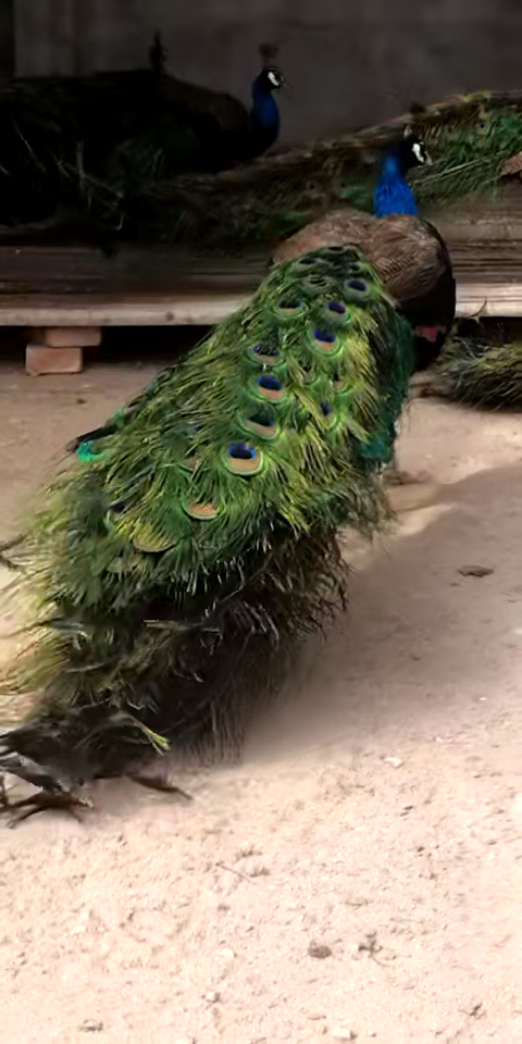 看这大孔雀漂亮吧