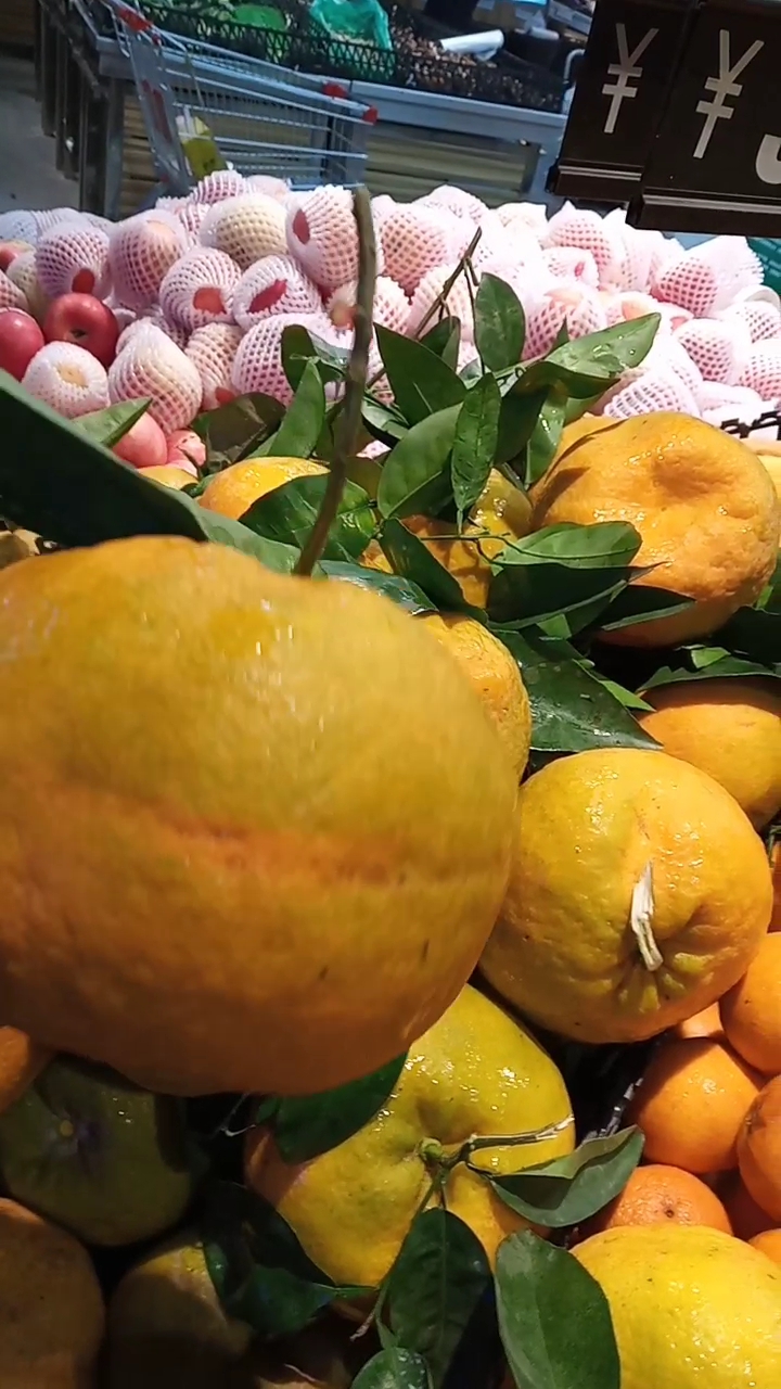 比脸大的发财桔