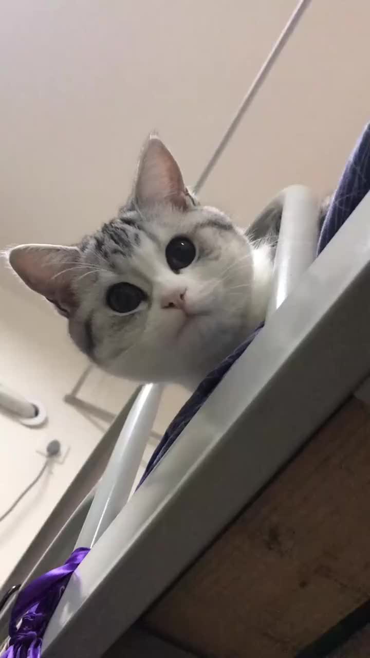 每次找不到它,就从床上探出头看我,小脑袋是真的可爱