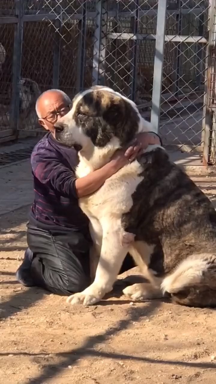 高加索犬
