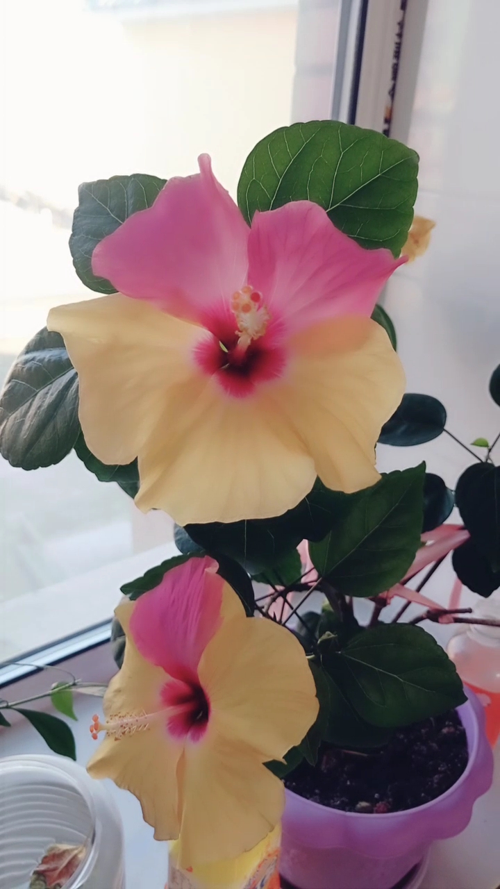 一朵花两个颜色