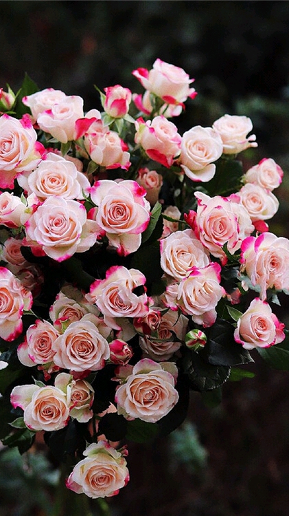 我的小花园#最少女心的花花就是这款肯尼亚进口多头玫瑰——折射玫瑰