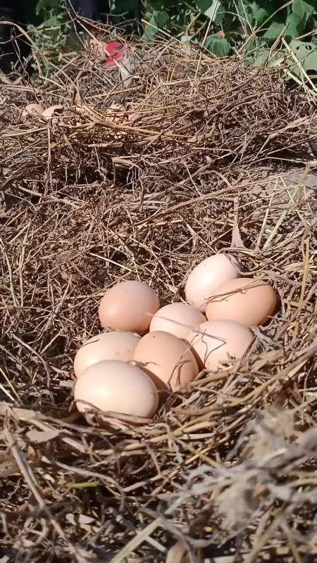 天天满山遍野捡鸡蛋好辛苦.喜欢吃鸡蛋给个小红心吧