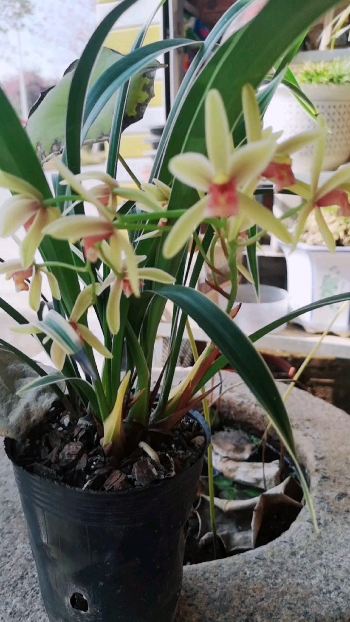 建兰帝王妃开花了