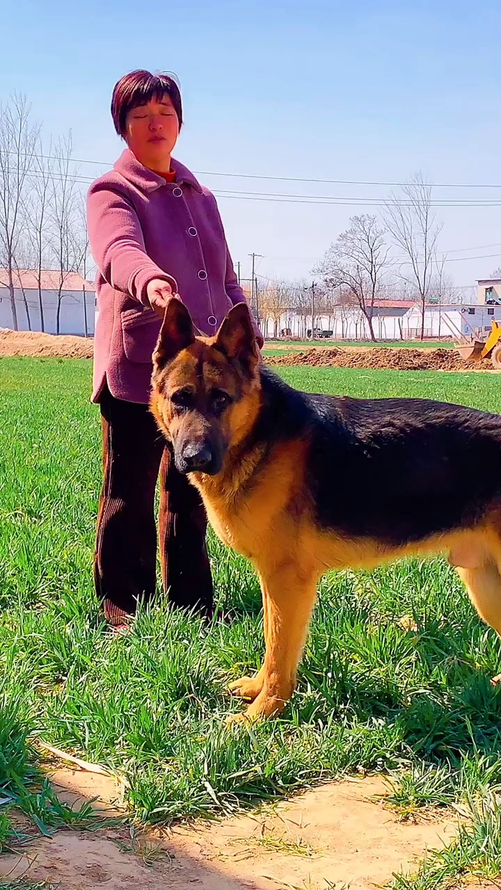 赛系德牧犬的标准图片图片