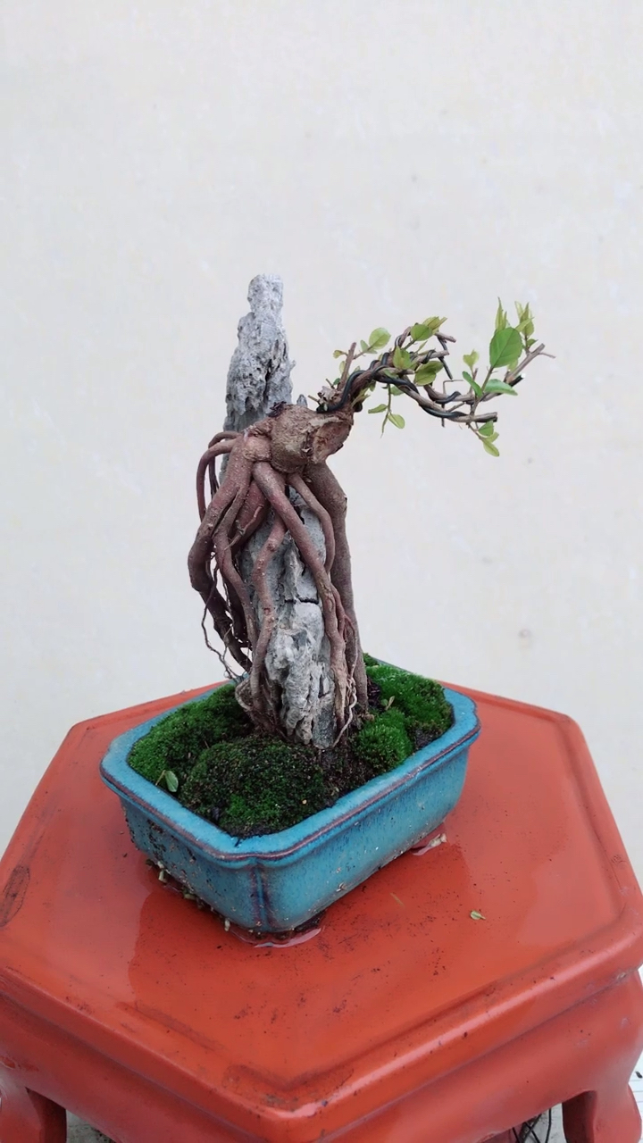 附石小叶红芽雀梅