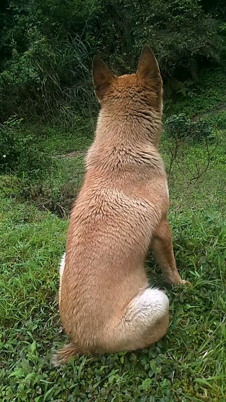 广西纯土猎!
