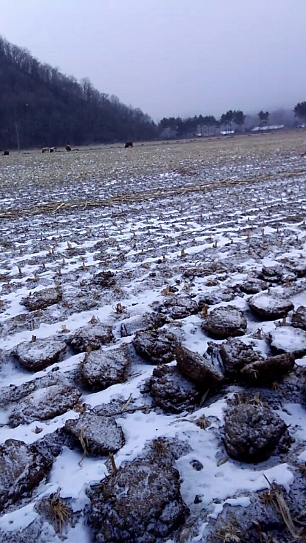 沒下多少雪牛都在地裡撿吃的呢