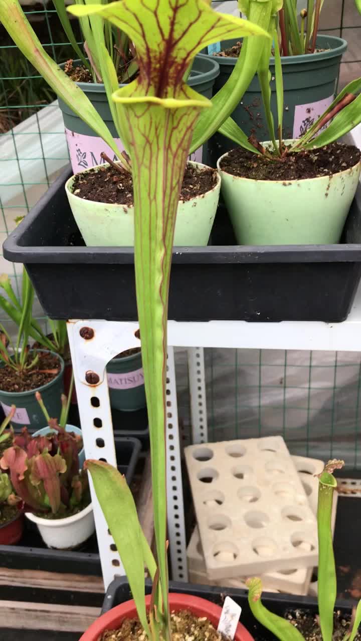 红管黄瓶子草瓶子草是最好养的食虫植物之一欢迎大家走进我们的萌植苑