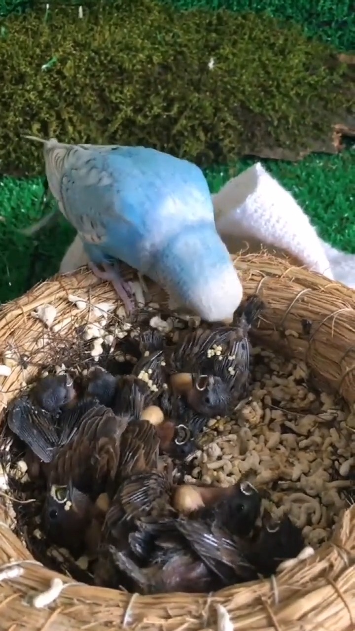 珍珠鸟妈妈留下一窝小鸟,小鹦鹉一直帮忙照顾,看到后面太感动了