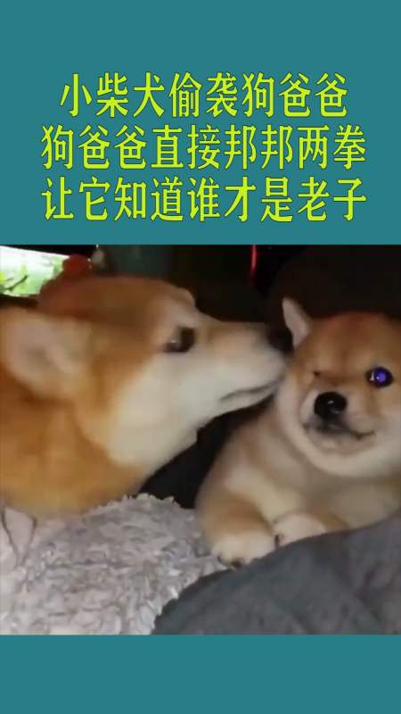 搞笑萌宠#小柴犬偷袭狗爸爸,狗爸爸直接邦邦两拳,让它知道谁才是老子