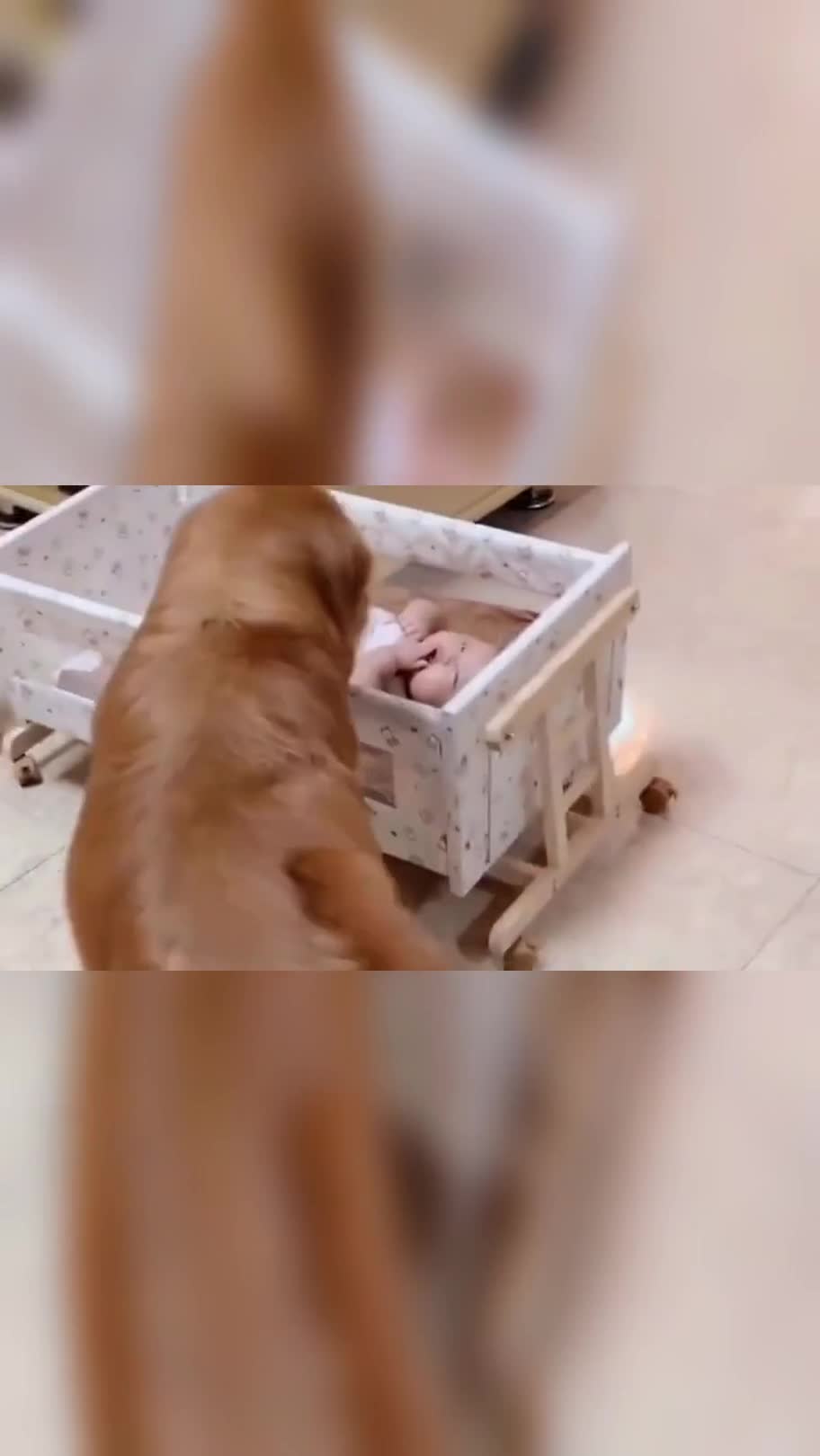 网红金毛轮胎在家可以帮妈妈带孩子,好聪明的一只汪星人