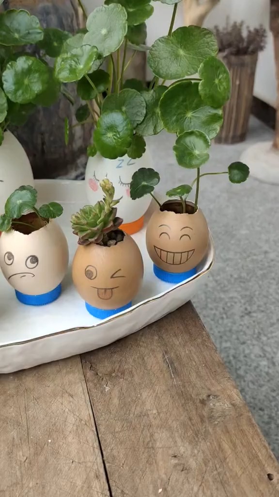蛋壳养花