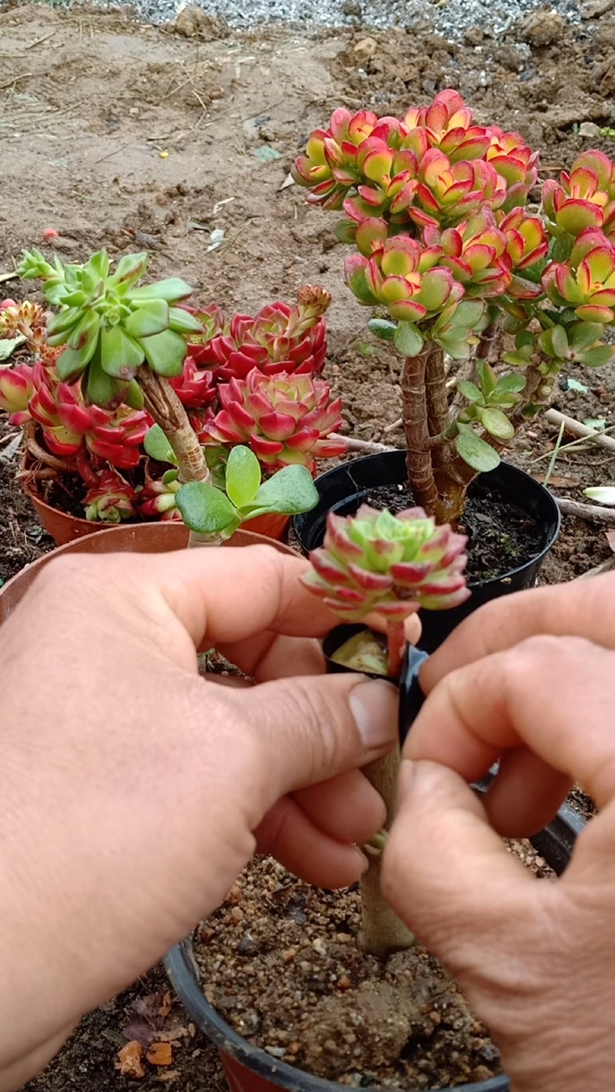 嫁接高手#玉树嫁接多肉技术,懂得极少,你怎么看?