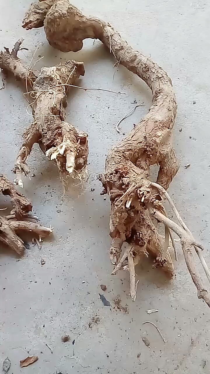 石缝中的酸枣根