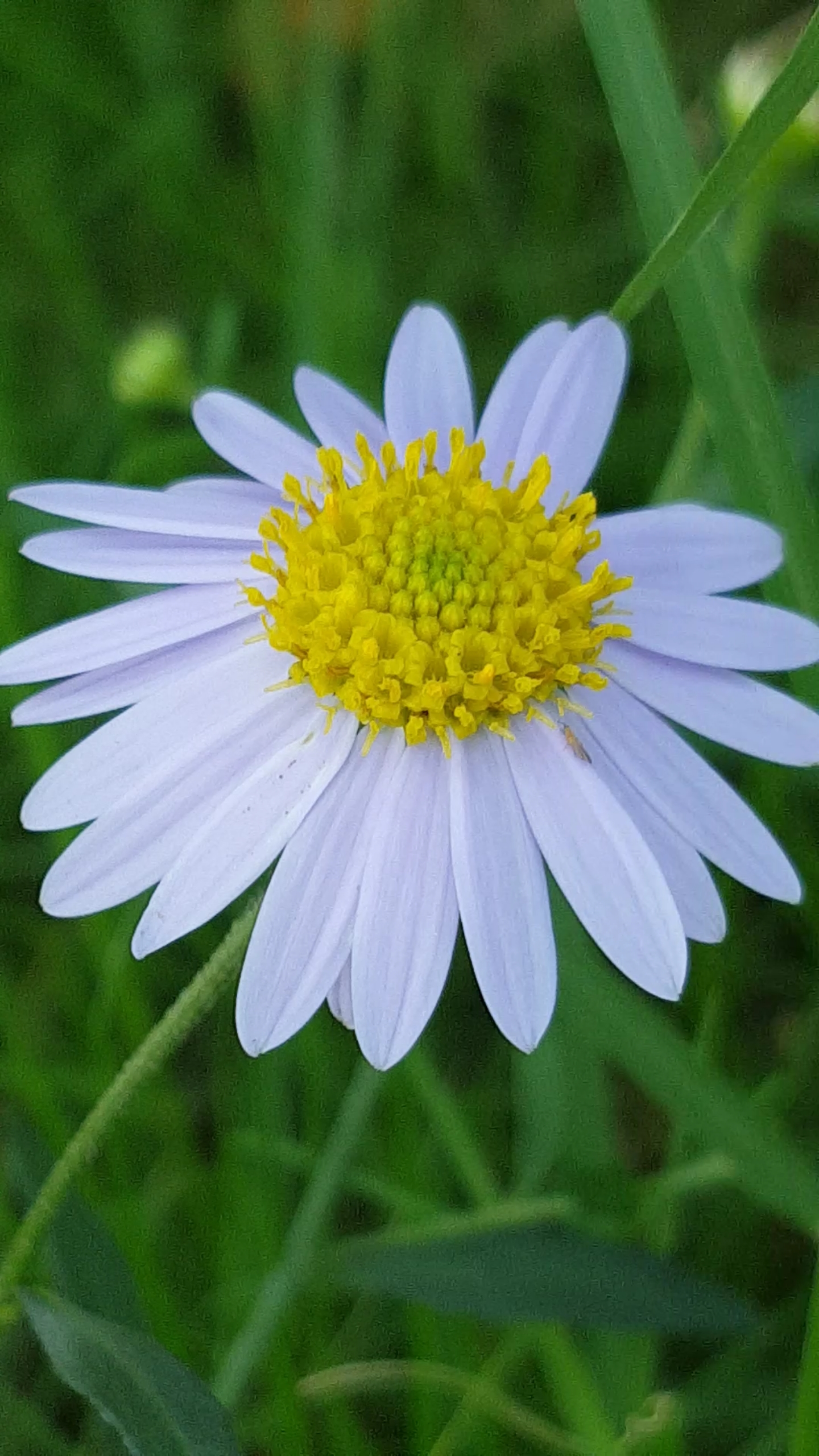 淡雅美丽的花朵