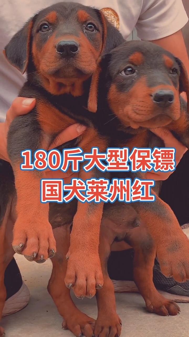 莱州红犬180斤大型保镖护卫犬