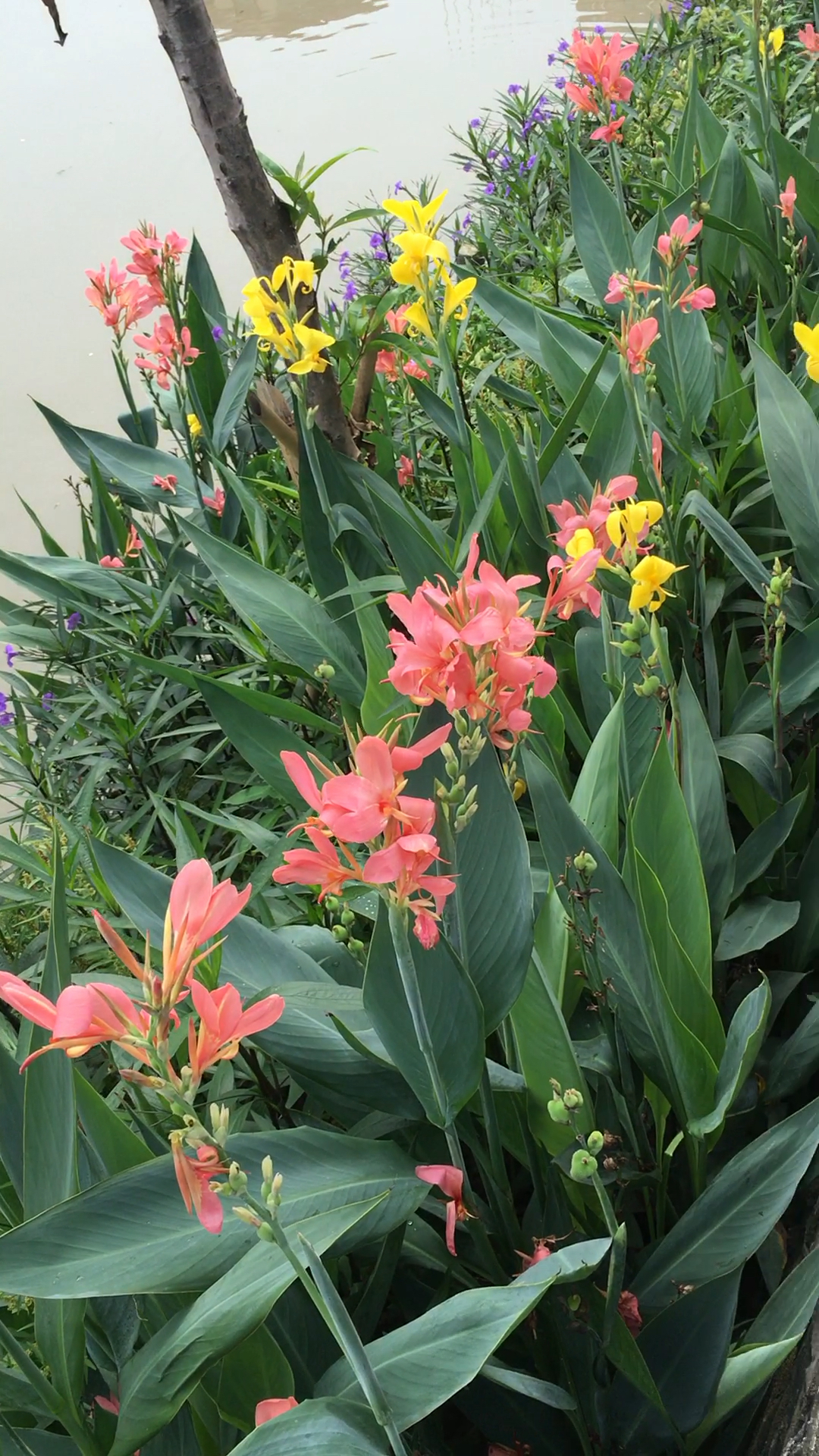 各种颜色的美人蕉开的花真漂亮!