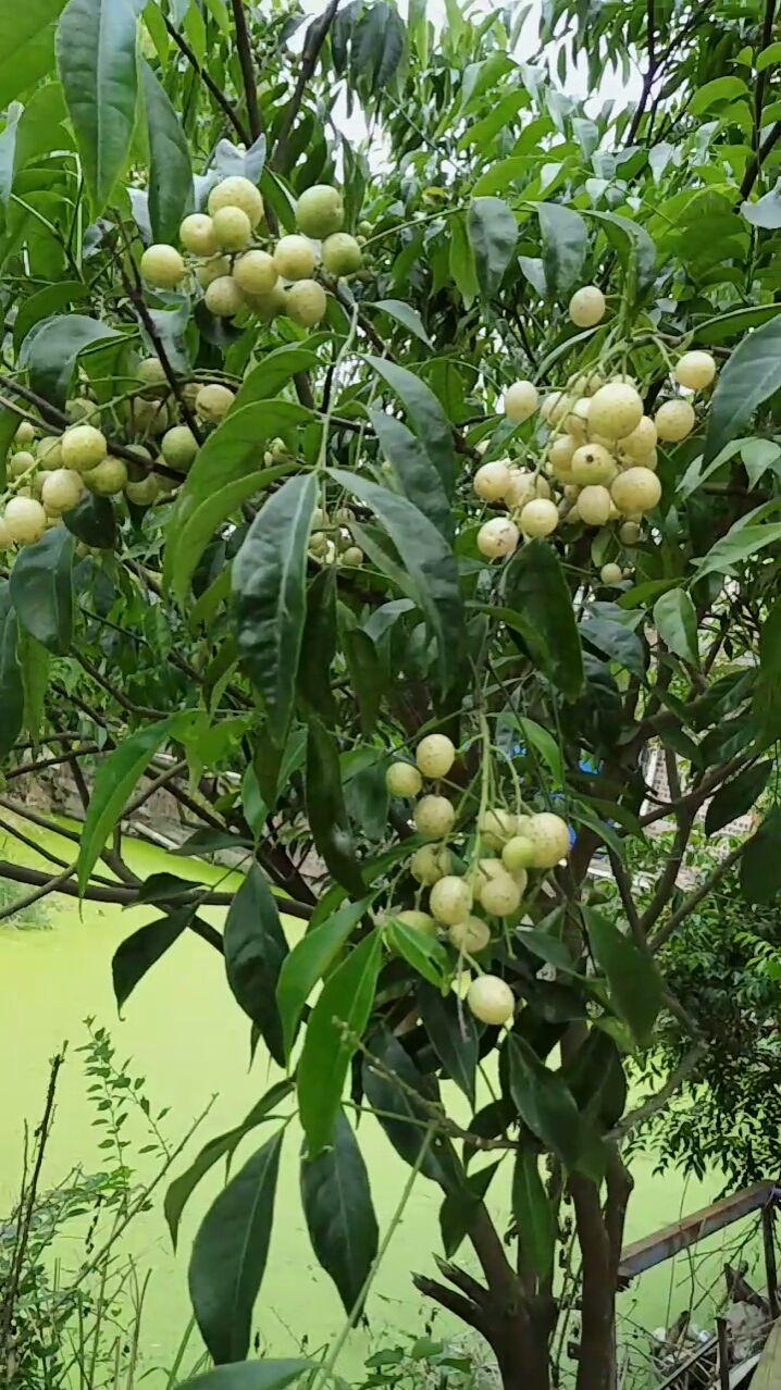 来咯来咯好吃的山黄皮