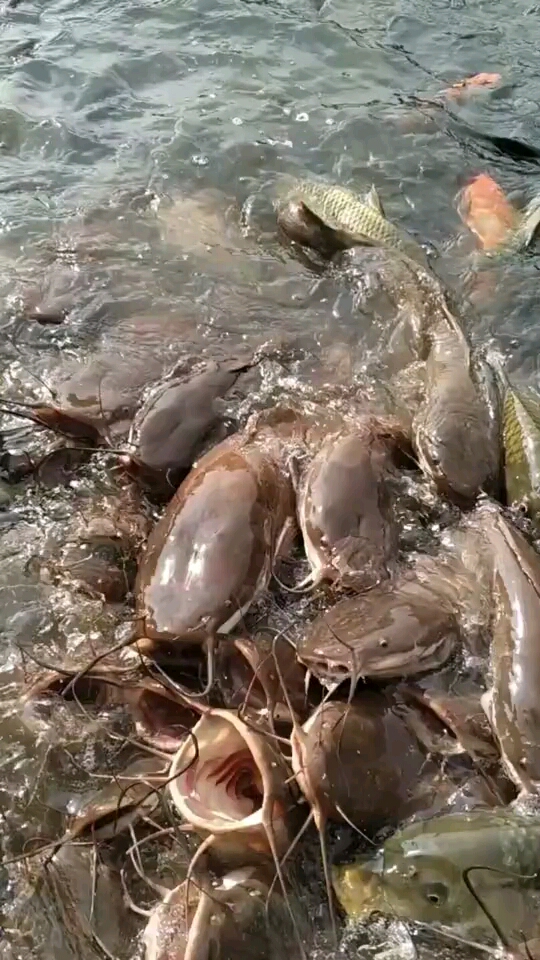 印度鲶鱼泛滥成灾因为没有天敌它们在印度又大又多