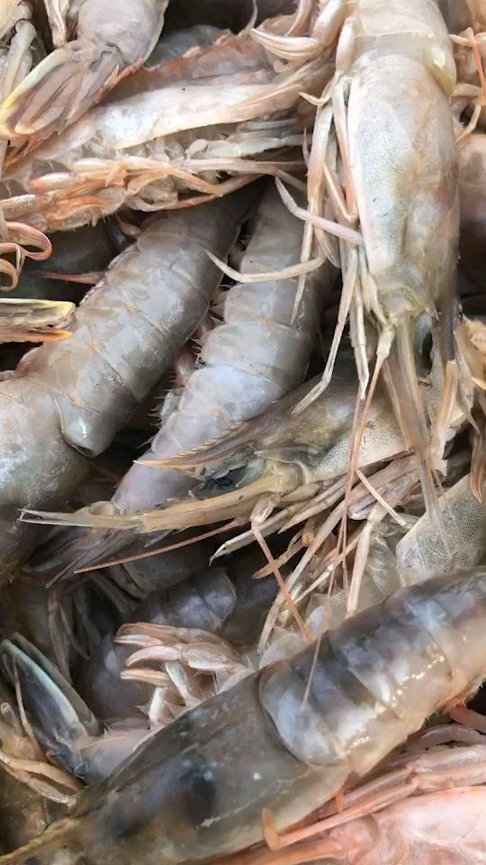 看看我们烟台的大虾.多新鲜啊!