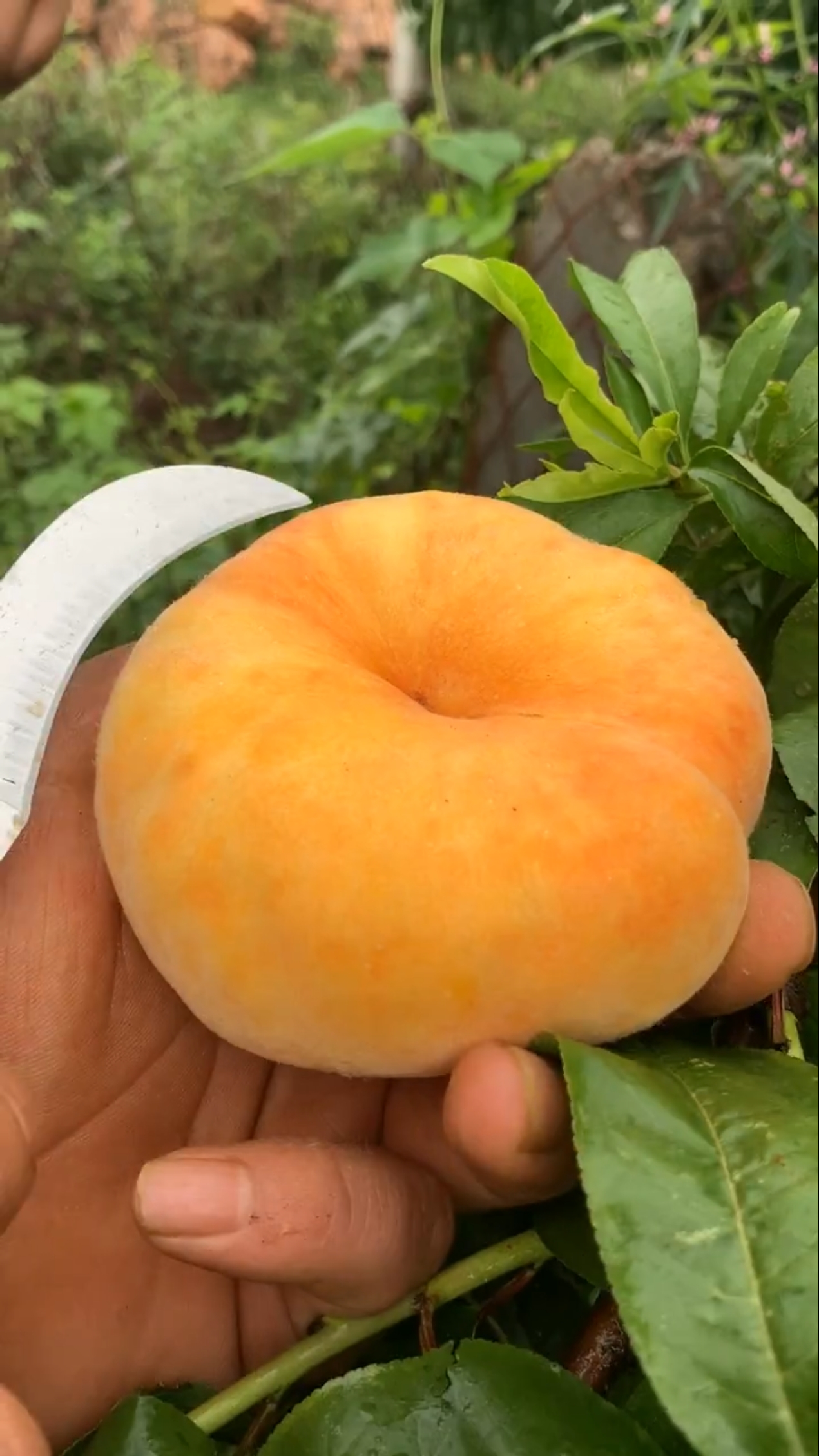 夏天就要吃水果#这才是真正的黄金蟠桃,我的口水都止不住要流出来了!