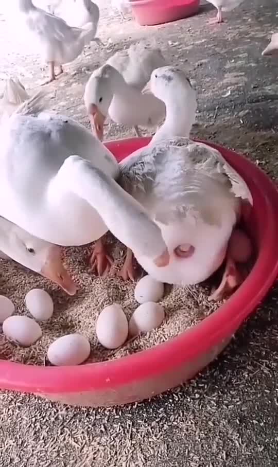 半天没生出蛋,急得公鹅亲自接生