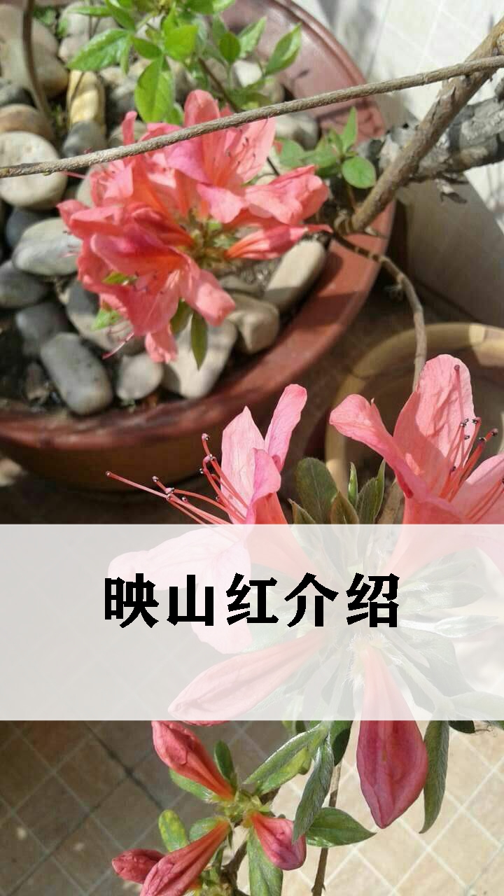 学习植物小知识,映山红介绍-度小视