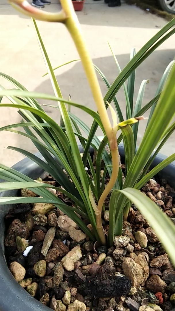 蕙兰黄花水仙瓣独自绽放,能在冬至闻到兰花香,只可惜花儿只有3朵