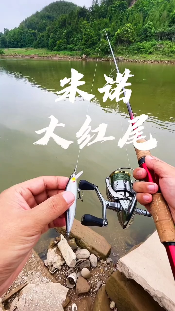 米诺中大红尾#路亚 #钓鱼 #翘嘴 #红尾 #野钓 #路亚野钓 #户外钓鱼