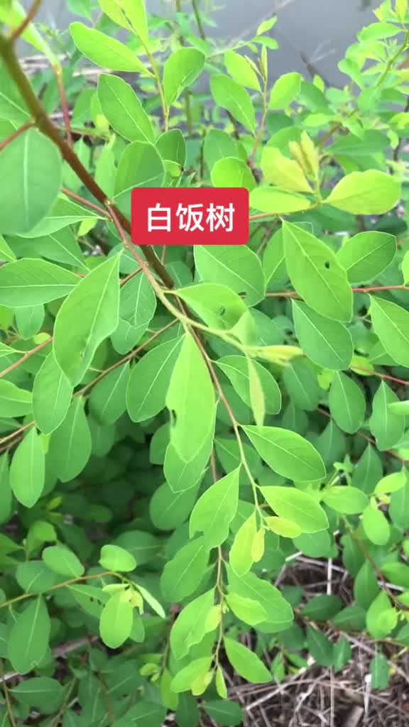 白饭树中药名为大戟科白饭树属植物白饭树的全株分布于华东华南及西南