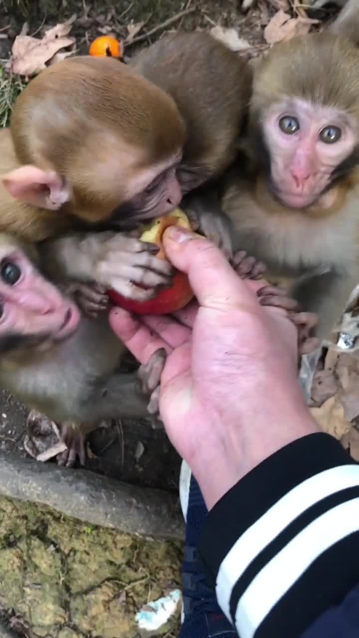 一群萌小猴子的图片图片