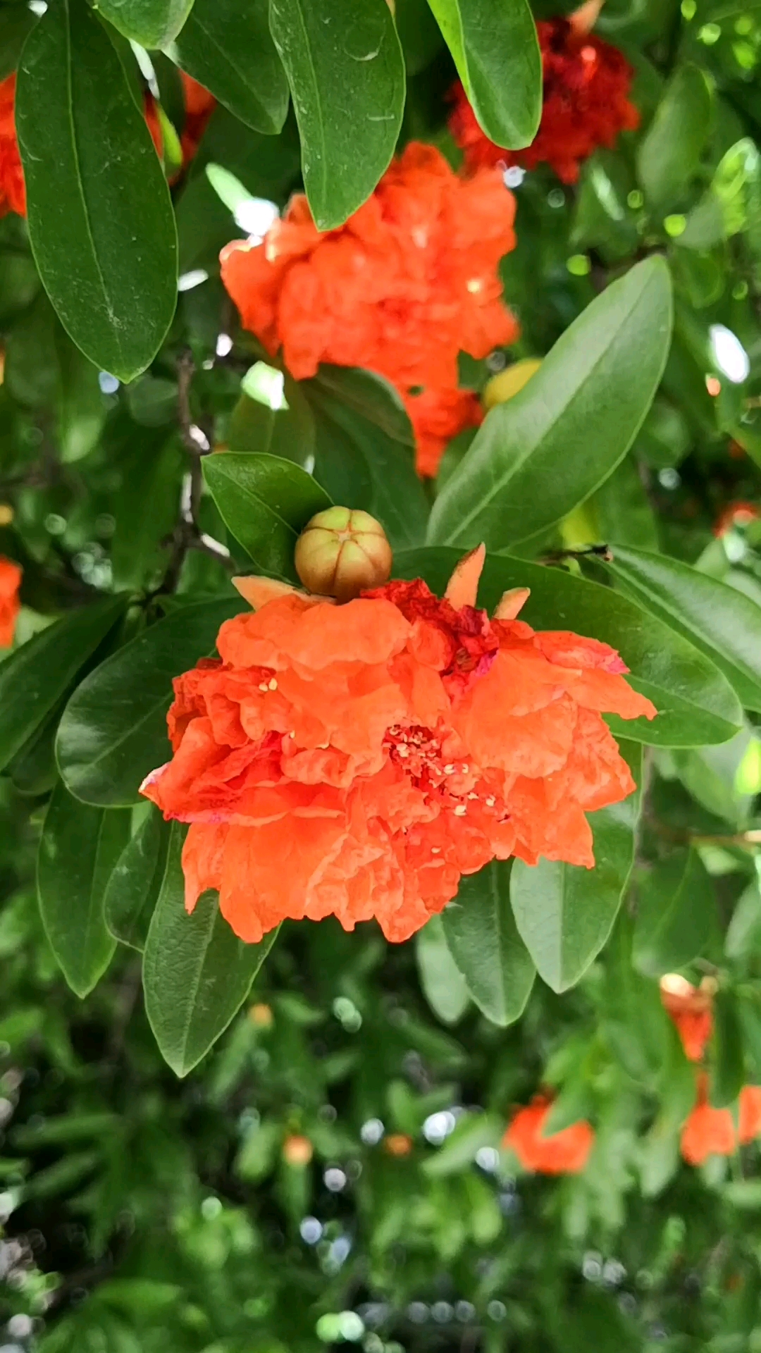 石榴开花美美哒