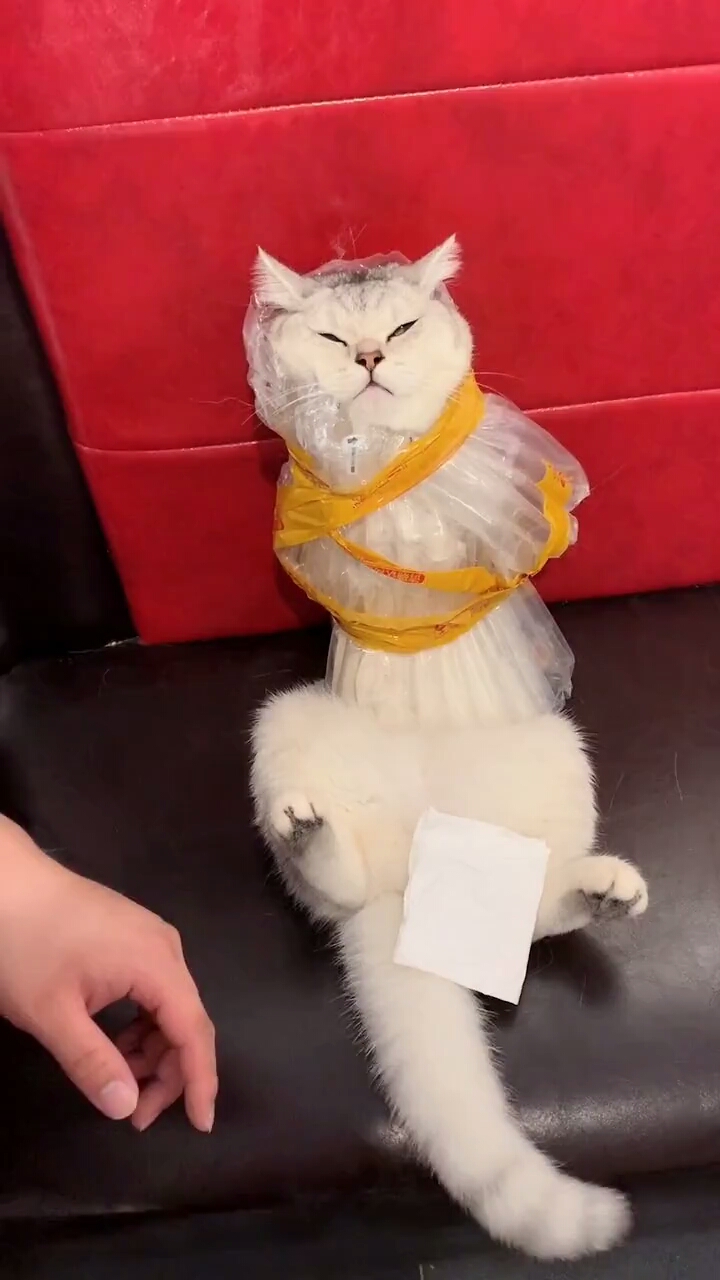 被五花大绑的猫咪!