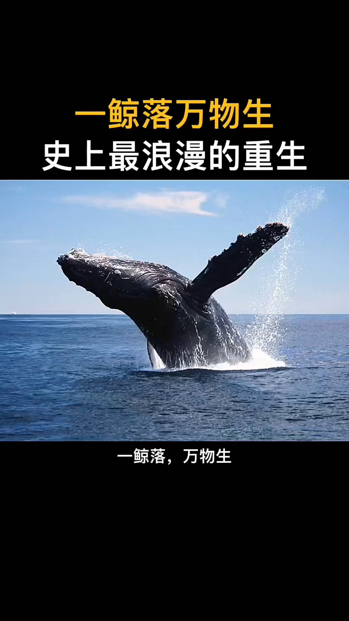 知识科普一鲸落万物生鲸落被称为史上最浪漫的重生那么问题来了鲸鱼是