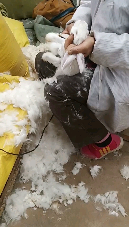 安哥拉长毛兔剪毛当中