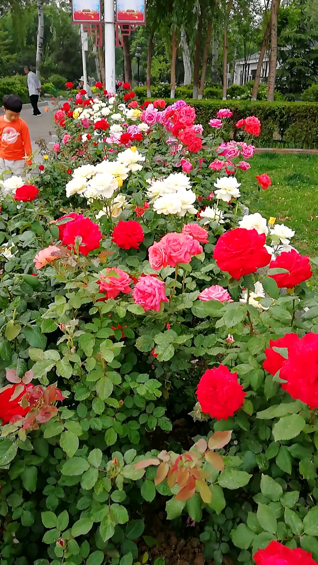 天津市把月季花作为市花当之无愧,你看花儿开的多么娇艳
