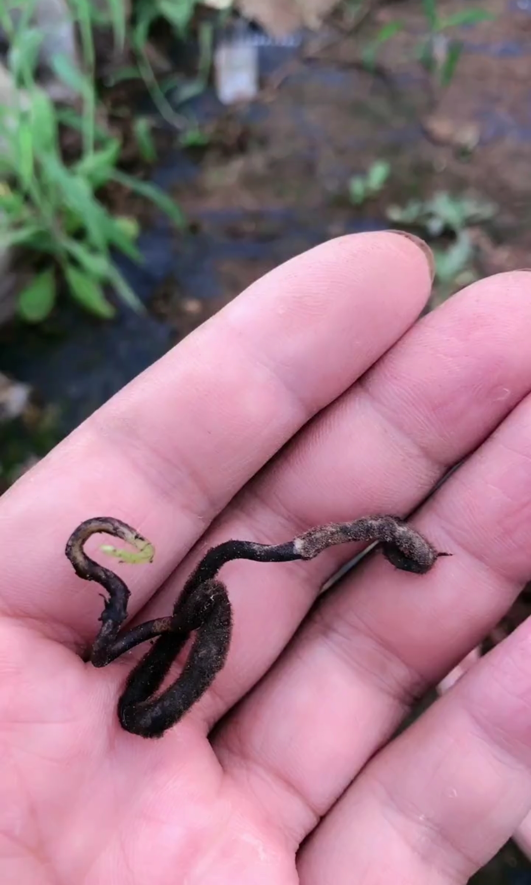 金弹子从种子开始培育,特别繁琐,这位高人技术独特,始终琢磨不透,有